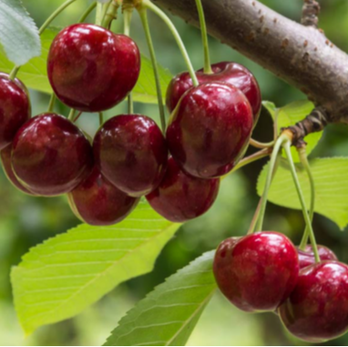 Cherry 'Lambert'