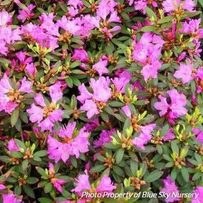 Rhododendron 'Checkmate'