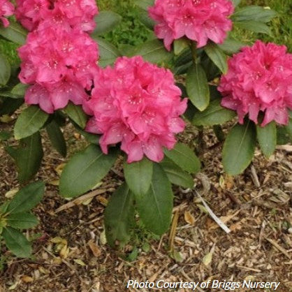 Rhododendron 'Holden'