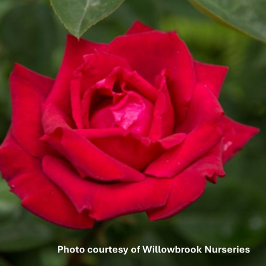 Rose 'Kashmir'