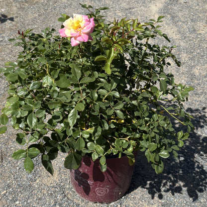 Rose  Bush 'Music Box'