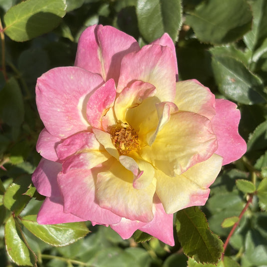 Rose  Bush 'Music Box'