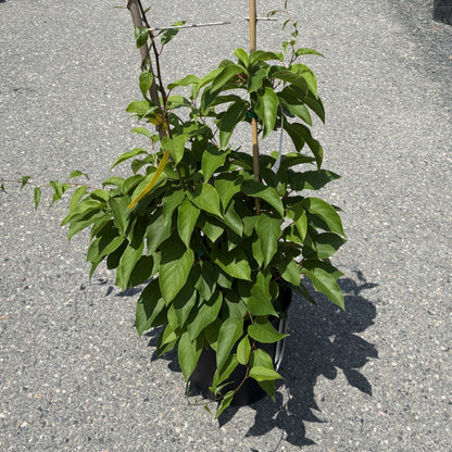 Kiwi 'Prolific'