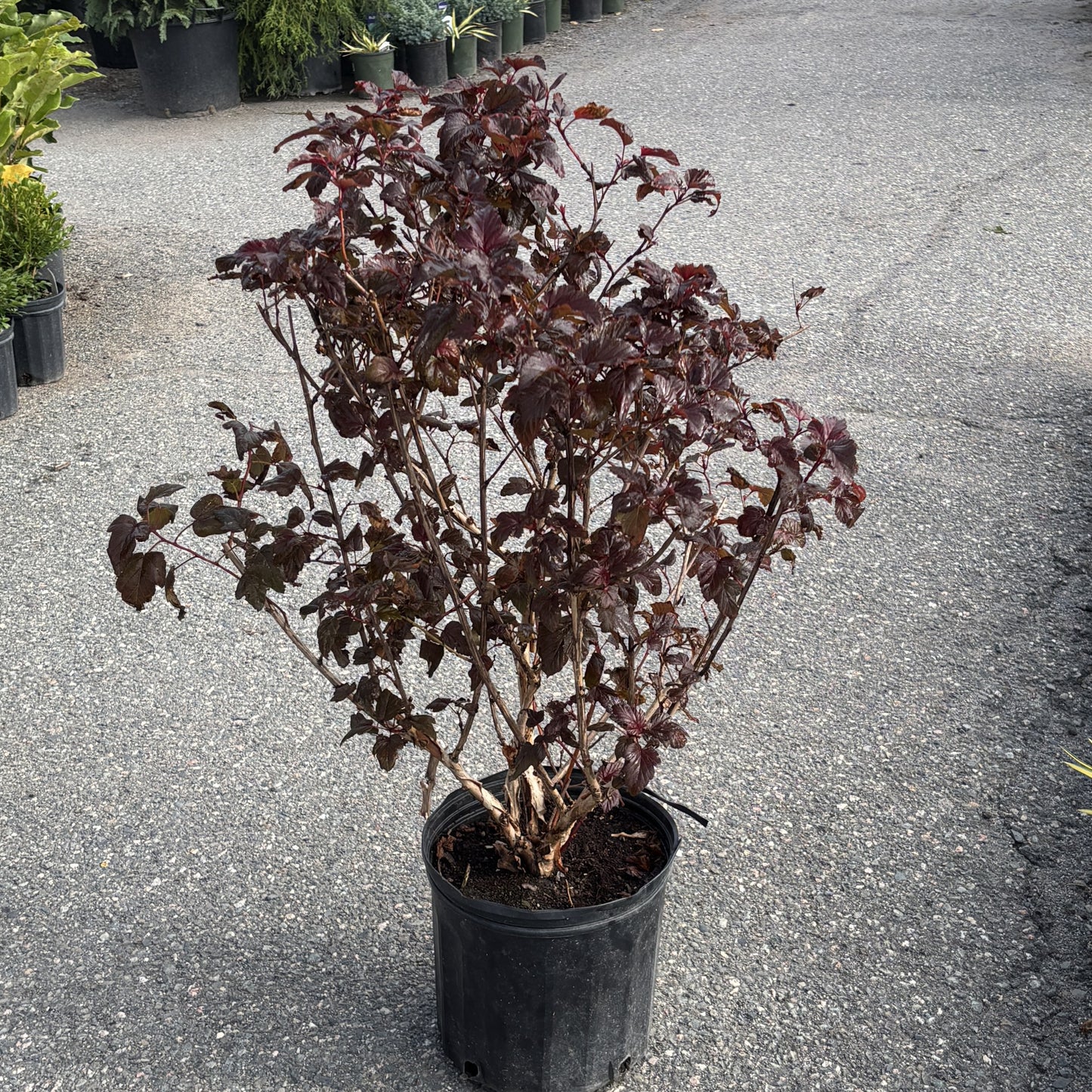 Ninebark 'Lady in Red'