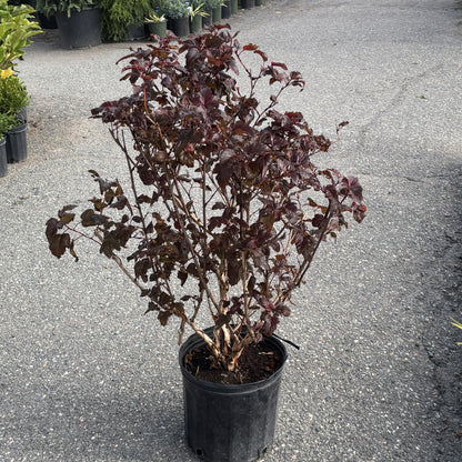 Ninebark 'Lady in Red'