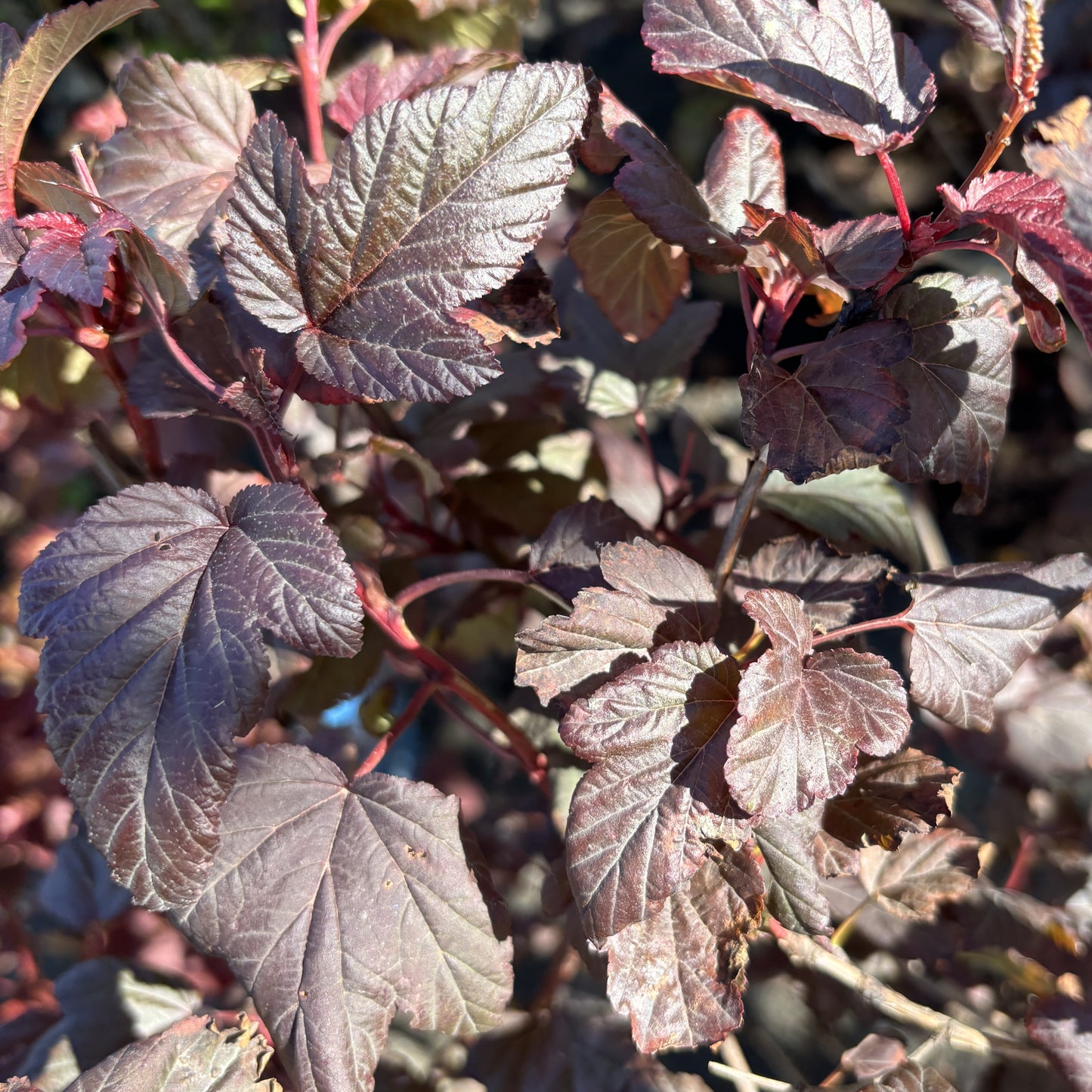 Ninebark 'Lady in Red'