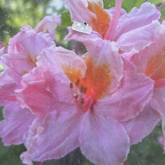 Azalea 'Vineland Dream'