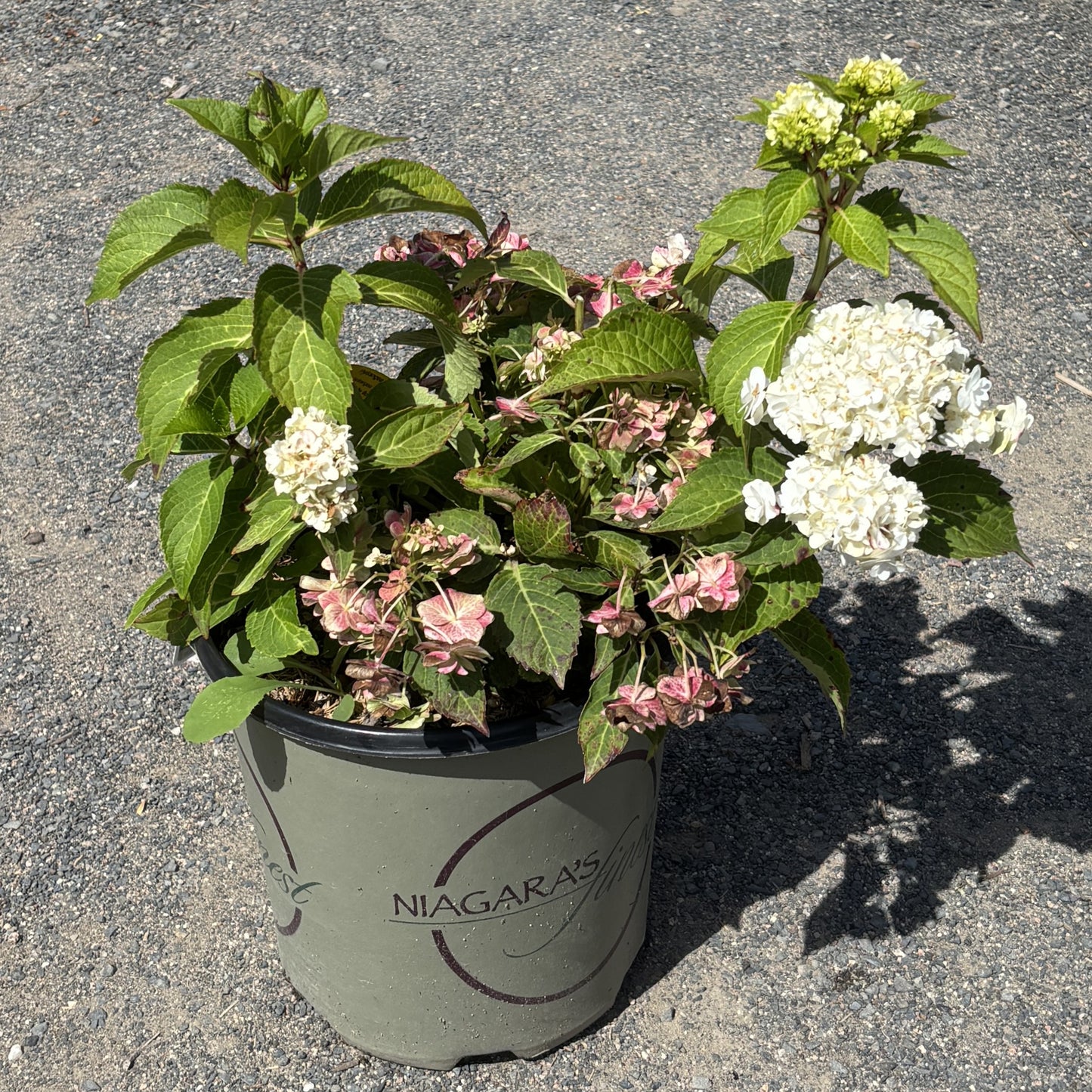 Hydrangea 'Wedding Gown'