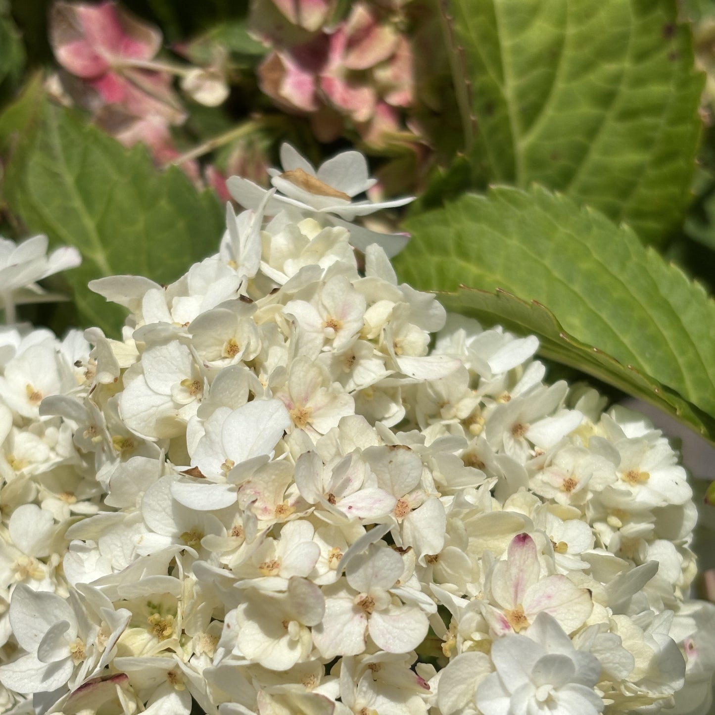 Hydrangea 'Wedding Gown'