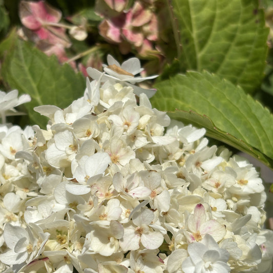 Hydrangea 'Wedding Gown'