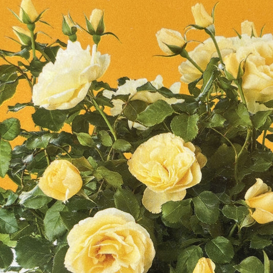 Rose Bush 'High Voltage'