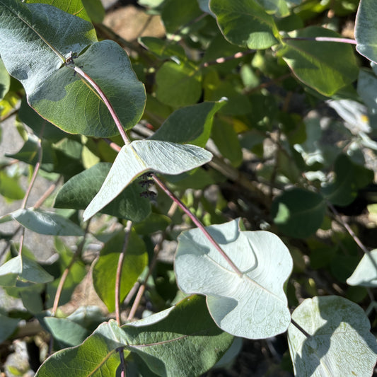 Honeysuckle 'Kintzley's Ghost'