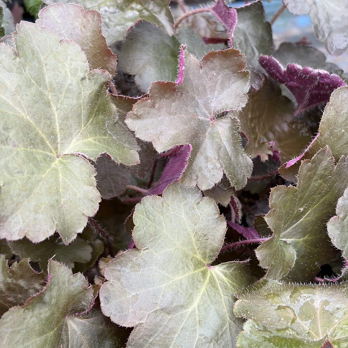 Heuchera Assorted 4.5" Pot