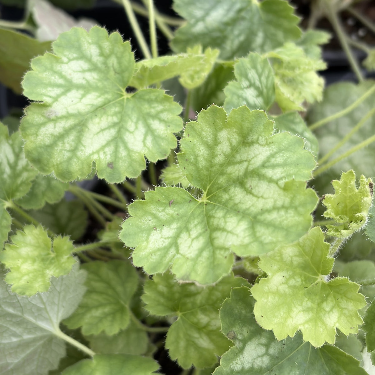 Heuchera Assorted 4.5" Pot