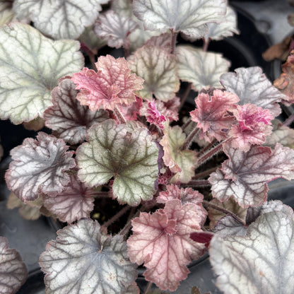 Heuchera Assorted 4.5" Pot