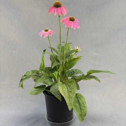 Fall Echinacea - 1 Gallon Pot