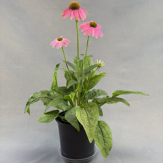 Fall Echinacea