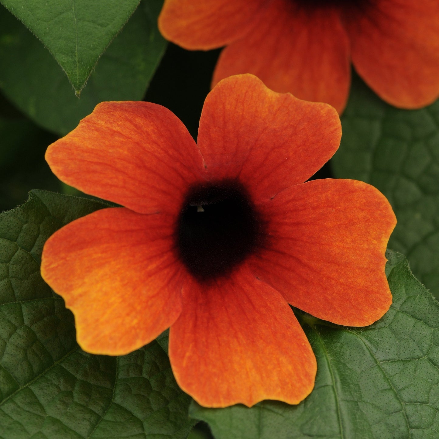Thunbergia 'Sunny™'