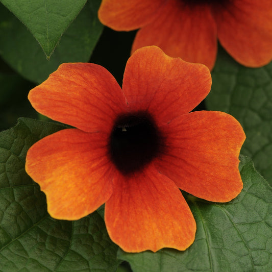 Thunbergia 'Sunny™'