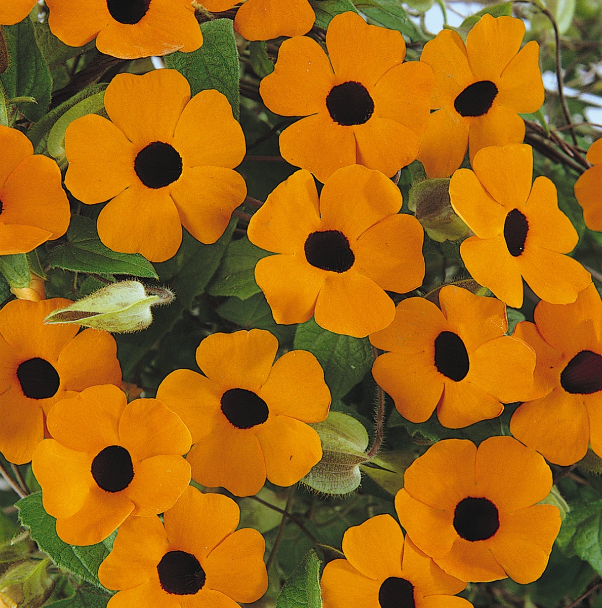 Thunbergia 'Sunny™'