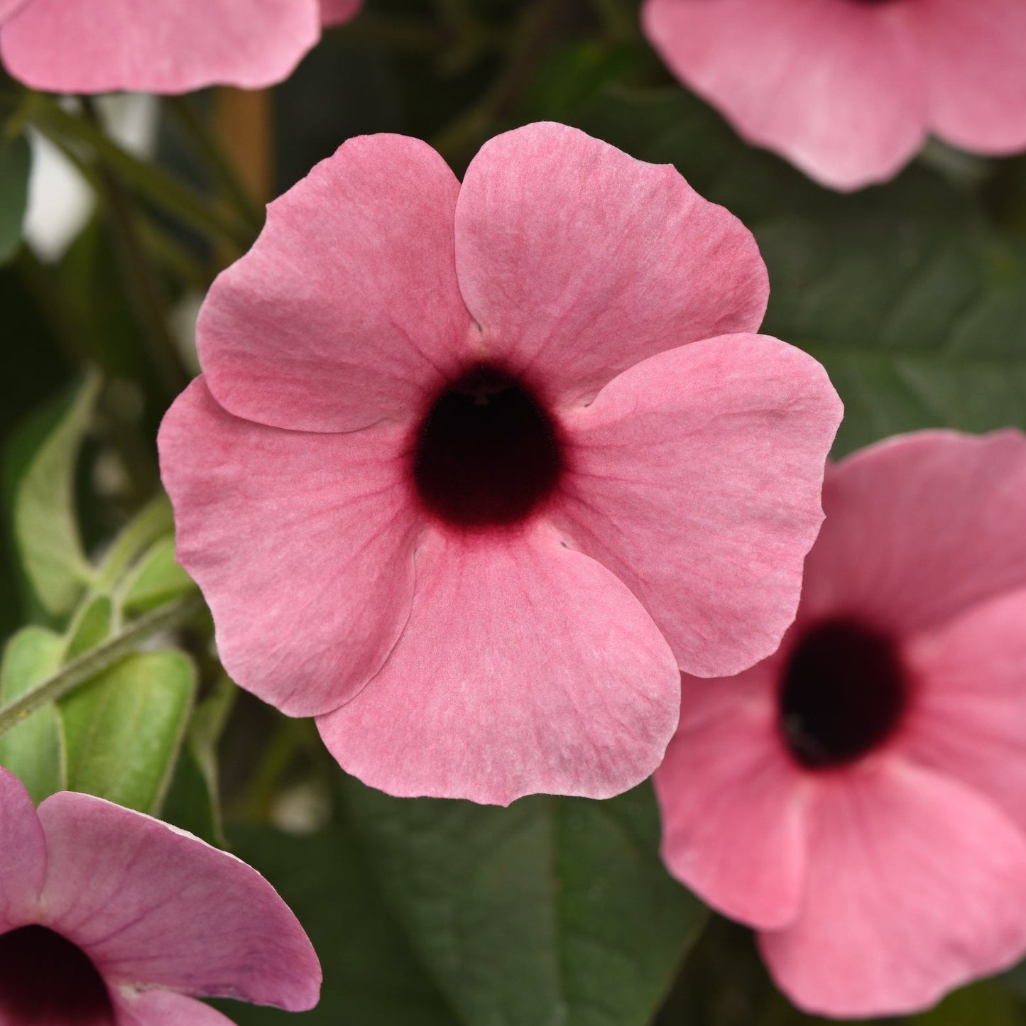 Thunbergia 'Sunny™'