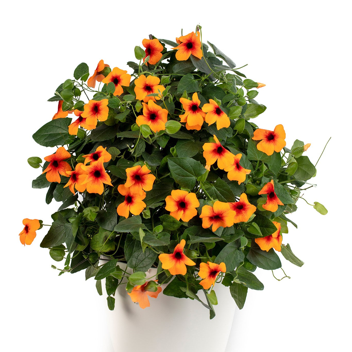 Thunbergia 'Towerpower'