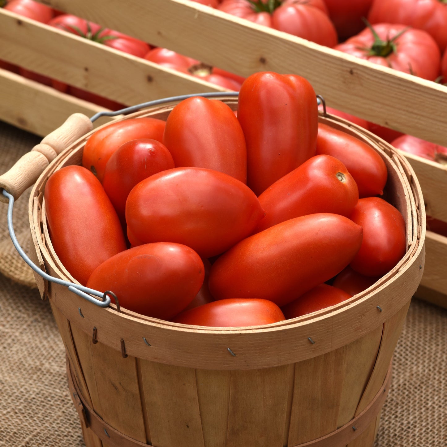 Tomato 'La Roma III'