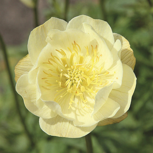 Globeflower 'Alabaster'