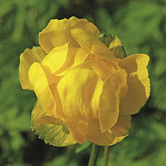 Globe Flower ‘Superbus’