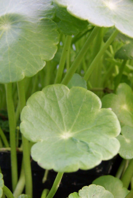 Water Pennywort