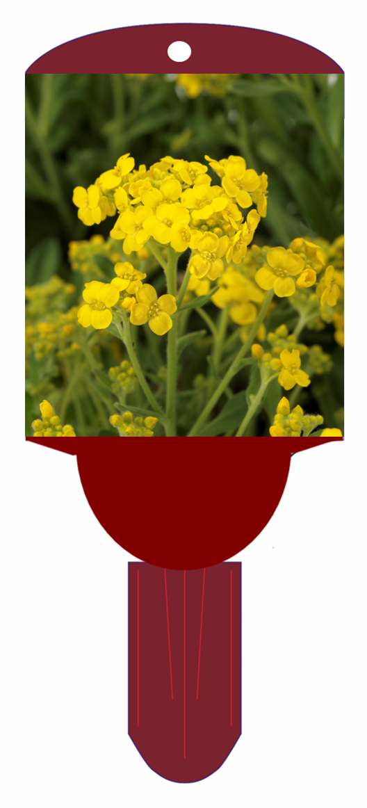 Yellow Alyssum