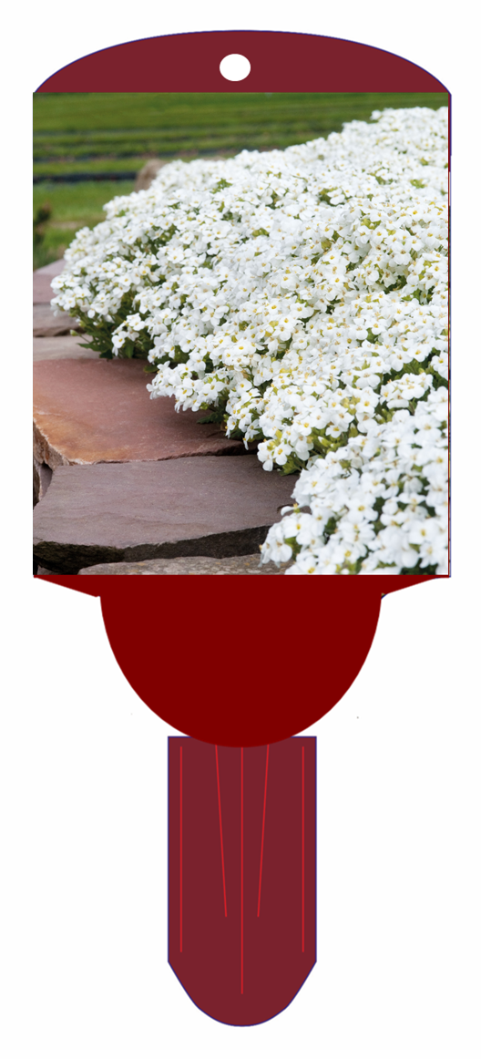 Rock Cress 'Little Treasures'