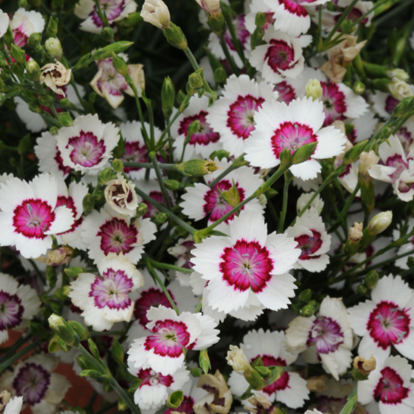 Maiden Pinks