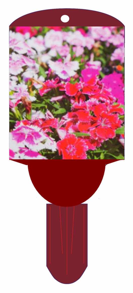 Sweet William