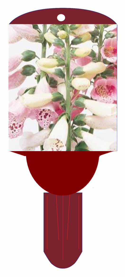 Foxglove 'Foxy'