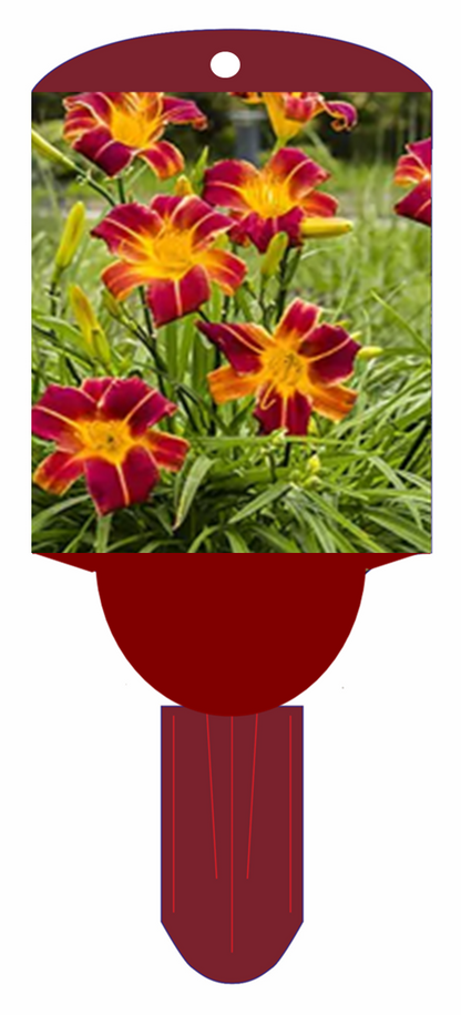 Hemerocallis EveryDayLily Red Ribs 5.5" Pot