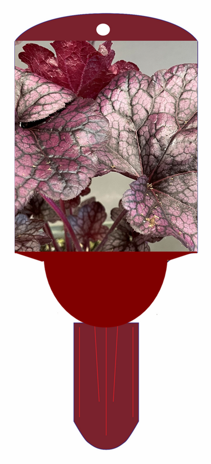 Coral Bells 'Grape Expectations'