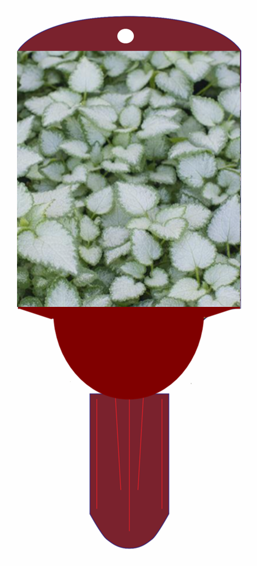 Lamium Spotted Dead Nettle