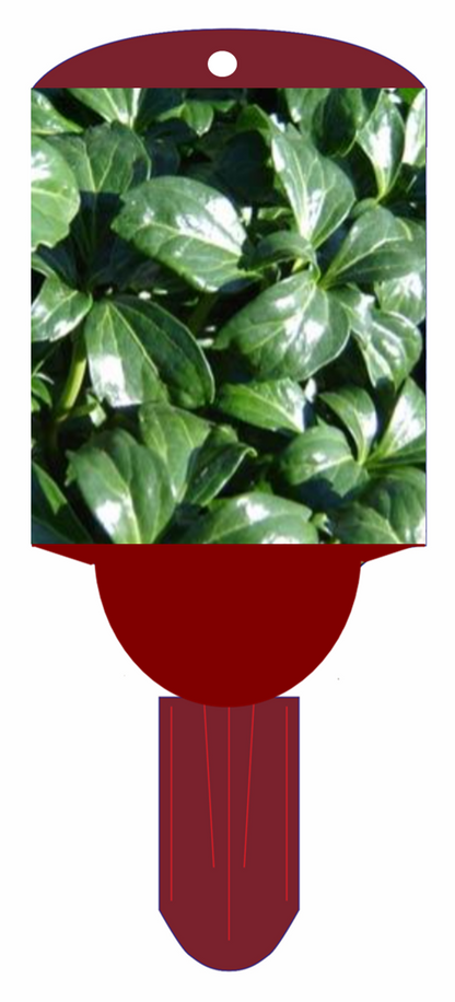Pachysandra Green Sheen 3.5" Pot