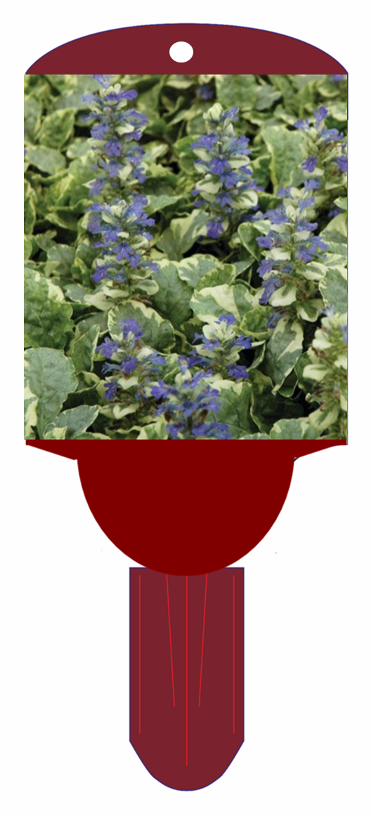 Bugleweed