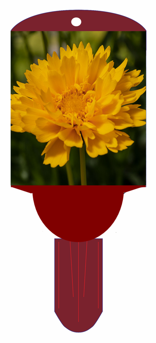 Tickseed
