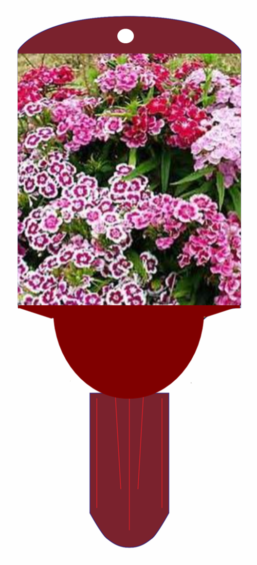 Sweet William