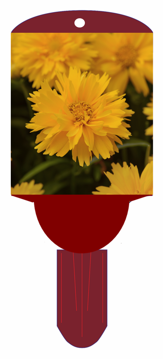 Tickseed