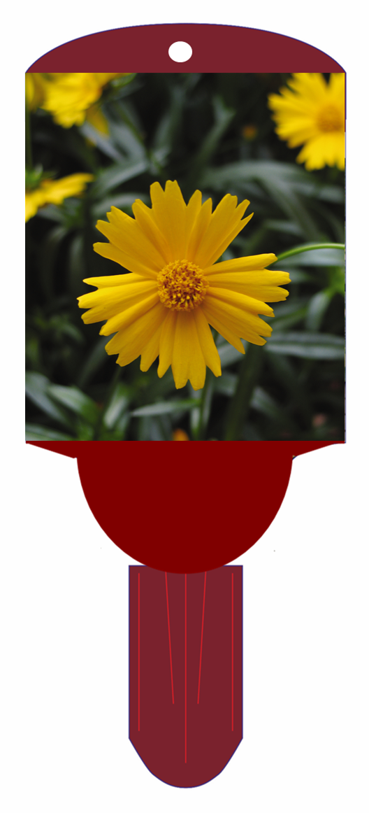 Tickseed