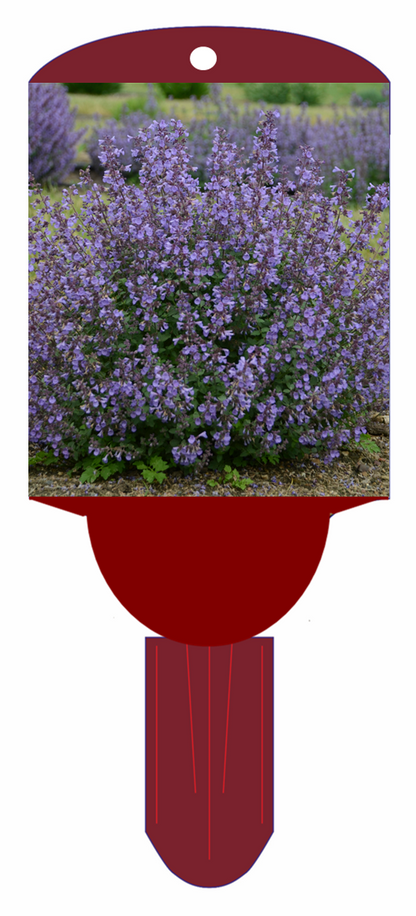 Catmint 'Kitten Around'