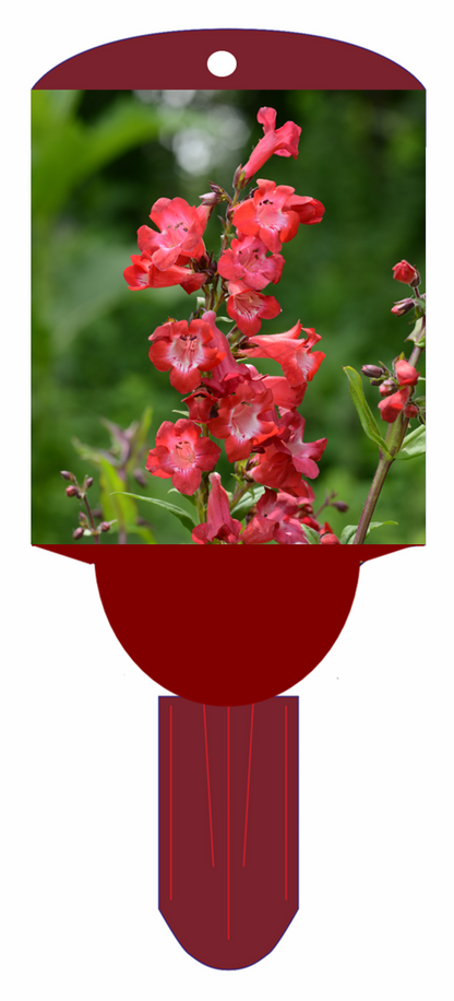 Penstemon Mission Bells Cherry Sparks 3.5" Pot