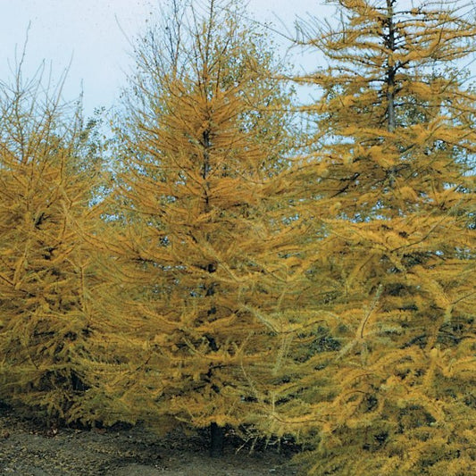 Tamarack 'Larch'