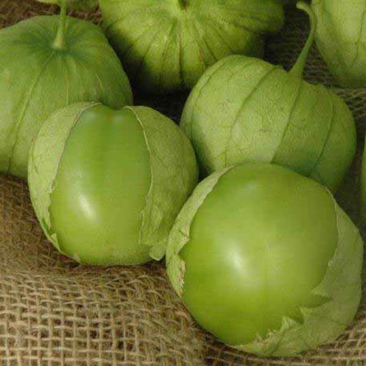 Tomatillo 'Tamayo'