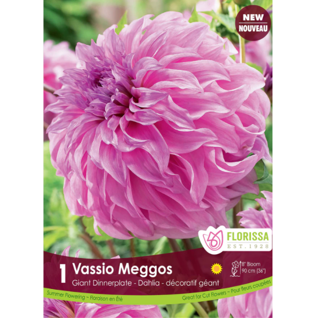Bulbs Dahlia Dinnerplate 'Vassio Meggos' 1/Pkg.