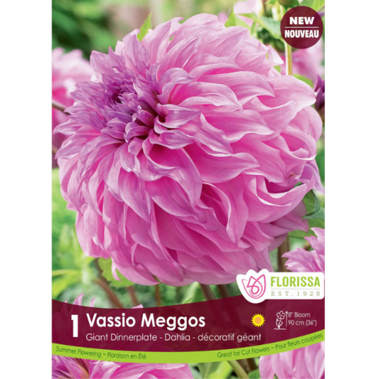 Bulbs Dahlia Dinnerplate 'Vassio Meggos' 1/Pkg.